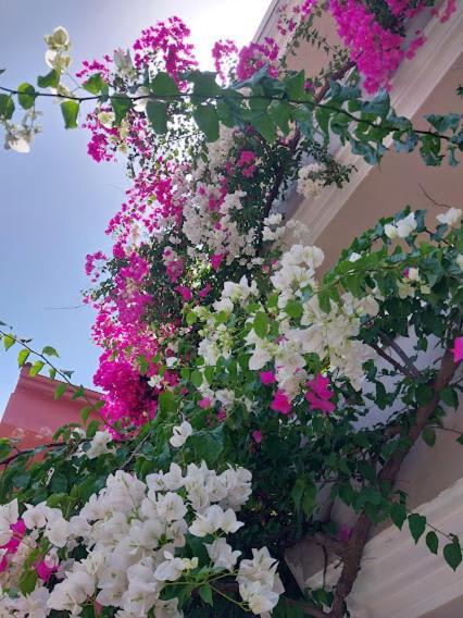 Selenya Apart Marmaris Buitenkant foto